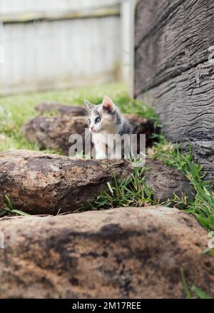Kleines junges Calico Kitten, das den Garten auf Garden Rocks im Freien erkundet Stockfoto