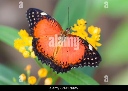 Eine Nahaufnahme eines Cethosia biblis (roter Schnapper) auf einer gelben Blume Stockfoto