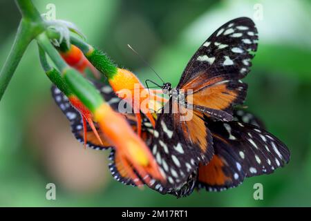 Eine Nahaufnahme eines Cethosia biblis (rotes Schnürchen) auf einer Blume Stockfoto