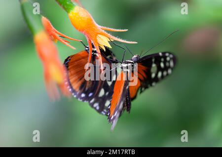 Eine Nahaufnahme eines Cethosia biblis (rotes Schnürchen) auf einer Blume Stockfoto