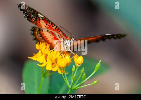 Eine Nahaufnahme eines Cethosia biblis (roter Schnapper) auf einer gelben Blume Stockfoto