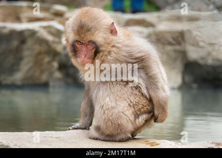 Kleine japanische Macaque-Affen, die an der heißen Quelle sitzen. Schneeaffenpark, Nagano, Japan. Stockfoto