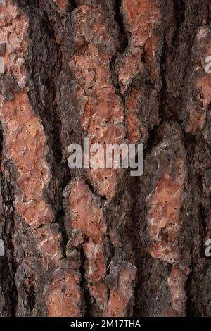Die Rinde auf einer Ponderosa Pine, Pinus ponderosa subsp. ponderosa, in Troja, Montana. Die junge Ponderosa-Kiefer ist dunkelbraun bis fast schwarz Stockfoto