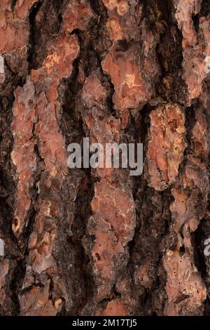 Die Rinde auf einer Ponderosa Pine, Pinus ponderosa subsp. ponderosa, in Troja, Montana. Die junge Ponderosa-Kiefer ist dunkelbraun bis fast schwarz Stockfoto
