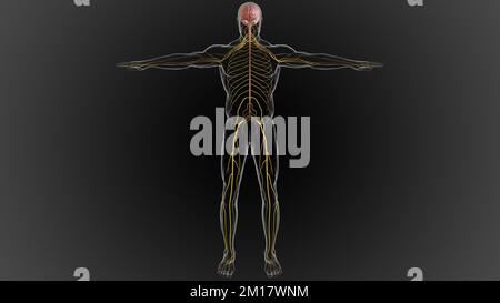 Das zentrale Nervensystem besteht aus dem Gehirn und dem Rückenmark 3D-Abbildung Stockfoto