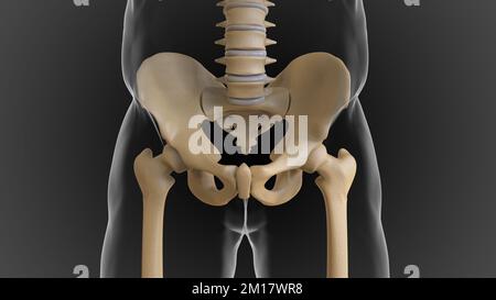 Das knöcherne Skelett ist in 2 Teile des axialen Skeletts und das appendiculäre Skelett unterteilt (3D-Darstellung) Stockfoto