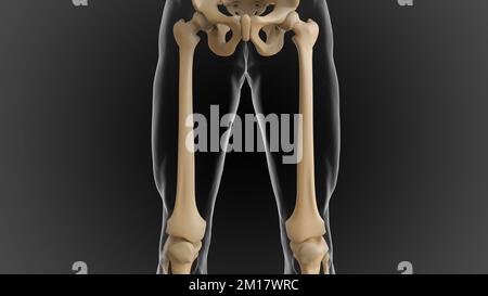 Das knöcherne Skelett ist in 2 Teile des axialen Skeletts und das appendiculäre Skelett unterteilt (3D-Darstellung) Stockfoto