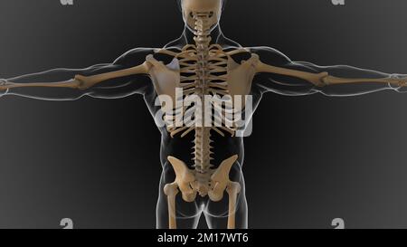 Das knöcherne Skelett ist in 2 Teile des axialen Skeletts und das appendiculäre Skelett unterteilt (3D-Darstellung) Stockfoto