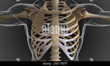 Das knöcherne Skelett ist in 2 Teile des axialen Skeletts und das appendiculäre Skelett unterteilt (3D-Darstellung) Stockfoto