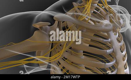 Das knöcherne Skelett ist in 2 Teile des axialen Skeletts und das appendiculäre Skelett unterteilt (3D-Darstellung) Stockfoto