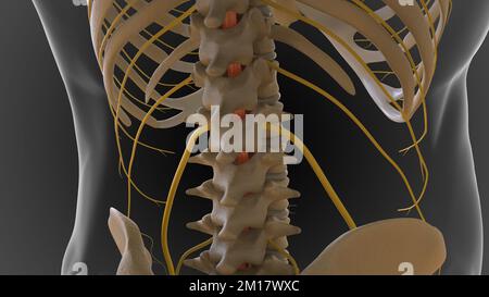 Das knöcherne Skelett ist in 2 Teile des axialen Skeletts und das appendiculäre Skelett unterteilt (3D-Darstellung) Stockfoto