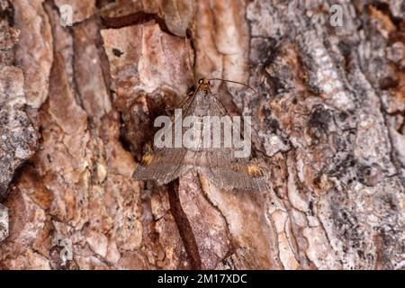 Tawny-barred angle (Macaria liturata), Wallis, Schweiz, Europa Stockfoto