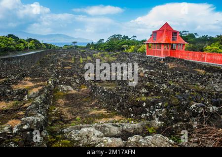 Roter Fußweg in den zum UNESCO-Weltkulturerbe gehörenden historischen Weinbergen im Weinmuseum von Pico, Insel Pico, Azoren, Portugal, Europa Stockfoto