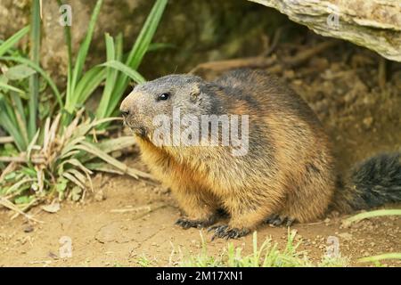 Alpenmarotte (Marmota marmota), vor seiner Höhle, Schweiz, Europa Stockfoto