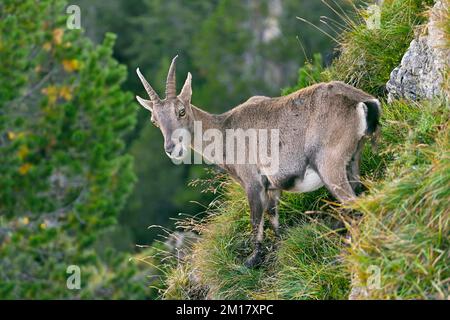 Alpenibex (Capra ibex), Mutter in steilem Gelände, Berner Oberland, Kanton Bern, Schweiz, Europa Stockfoto