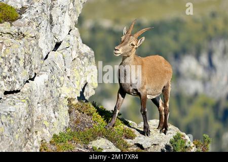 Alpenibex (Capra ibex), Mutter auf felsigem Felsvorsprung, Berner Oberland, Kanton Bern, Schweiz, Europa Stockfoto