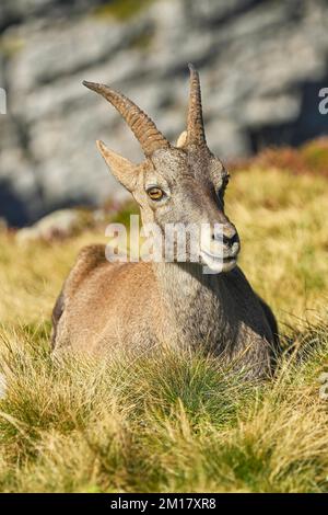 Alpenibex (Capra ibex), Mutter auf einer Wiese, Berner Oberland, Kanton Bern, Schweiz, Europa Stockfoto