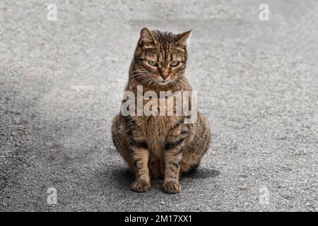Porträt einer tabby-Katze, die draußen sitzt Stockfoto