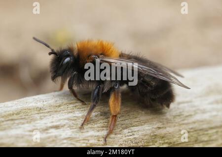 Natürliche Nahaufnahme einer weiblichen Clarkes Bergbaubiene, Andrena Clarkella, die auf Holz sitzt Stockfoto