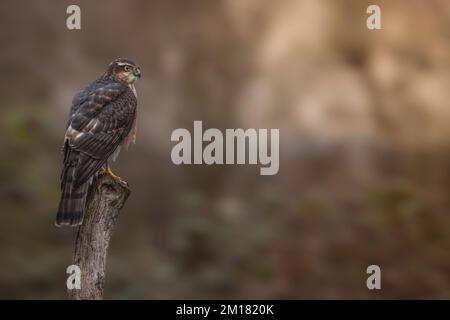 Juvenile männliche Sperber-Raubvogel. Wilder Falke in Großbritannien, fotografiert in West Yorkshire Stockfoto