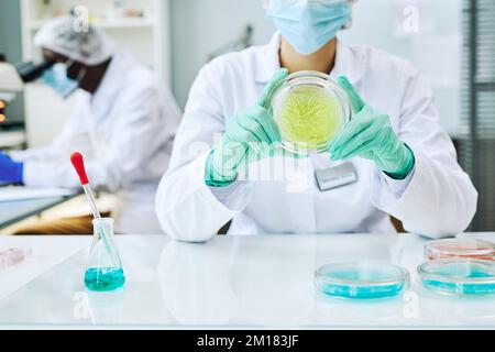 Zugeschnittene Aufnahme einer Wissenschaftlerin, die Petrischale hält und Experimente mit farbiger Flüssigkeit durchführt, Kopierraum Stockfoto
