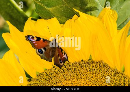 Ein Peacock Butterfly (Aglais io) sitzt auf einem gewöhnlichen Sonnenblumenblatt (Helianthus annuus), wobei die Zunge nach oben gerollt ist Stockfoto