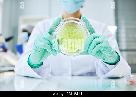 Nahaufnahme eines Wissenschaftlers, der Petrischale mit farbiger Flüssigkeit hält, während er Tests im Labor durchführt Stockfoto