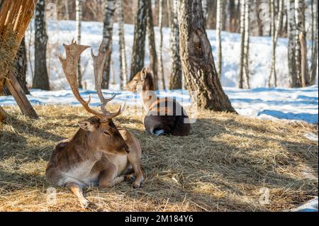 Hirsche liegen auf trockenem Gras im Wald, in natürlichem Lebensraum. Doe oder Europäischer Dama dama mittelgroßer Hirsch in Europa verbreitet. Gekennzeichnet durch breit Stockfoto