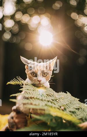 Cute Funny Neugierig Verspielt Schöne Devon Rex Katze Blick Auf Kamera. Splendid Sun Hinter Devon Rex Katze Mit Dunkelbraunen Tabby Pelz Farbe. Katzenporträt Stockfoto