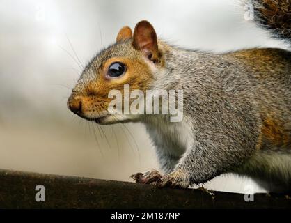 Das östliche graue Eichhörnchen, auch bekannt, vor allem außerhalb Nordamerikas, ist einfach das graue Eichhörnchen, ein Baumhörnchen der Gattung Sciurus. Stockfoto