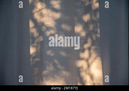 Pflanzen Schatten Hintergrund auf den Vorhängen im Fenster Stockfoto