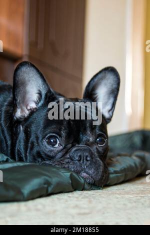 Der verschlafene französische Bulldogge liegt auf dem Bodenporträt Stockfoto