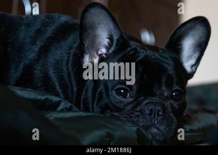 Der verschlafene französische Bulldogge liegt auf dem Bodenporträt Stockfoto