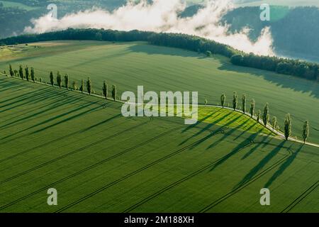 Eine Reihe von Poplar-Bäumen (Populus) erzeugt lange Schatten auf einem grünen Feld im letzten Licht des Tages Stockfoto