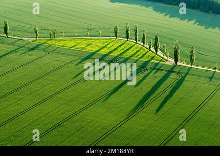 Eine Reihe von Poplar-Bäumen (Populus) erzeugt lange Schatten auf einem grünen Feld im letzten Licht des Tages Stockfoto