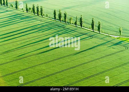 Eine Reihe von Poplar-Bäumen (Populus) erzeugt lange Schatten auf einem grünen Feld im letzten Licht des Tages Stockfoto