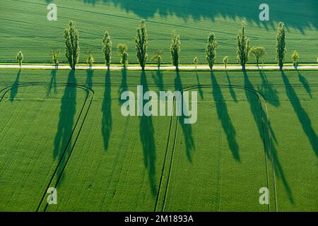 Eine Reihe von Poplar-Bäumen (Populus) erzeugt lange Schatten auf einem grünen Feld im letzten Licht des Tages Stockfoto