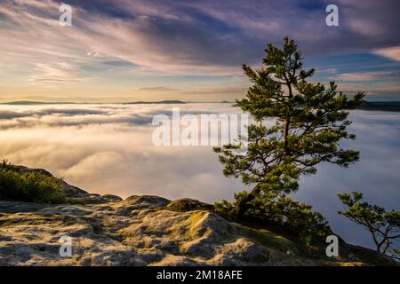 Dichter Nebel füllt das Elbtal in Elbsandsteingebirge, von Lilienstein bei Sonnenaufgang aus gesehen Stockfoto