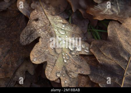 Herbstliche gefallene Eichenblätter mit Wassertropfen, selektiver Fokus Stockfoto