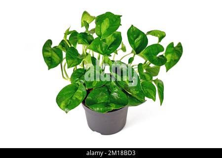 Tropische 'Epipremnum Global Green' Zimmerpflanze im Blumentopf auf weißem Hintergrund Stockfoto