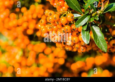 Ein Haufen gelbe Sanddornbeeren (Hippophae rhamnoides) Stockfoto