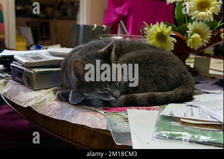 Tabby-Katze auf der Tischplatte zusammengerollt mit unscharfem Heimhintergrund Stockfoto