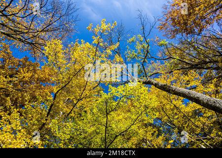 Gelbe und orangefarbene Bäume im Herbst Stockfoto