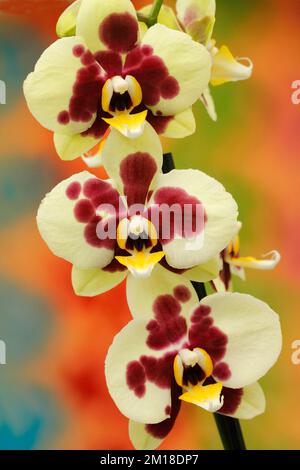 Orchidee. Phalaenopsis. Stockfoto