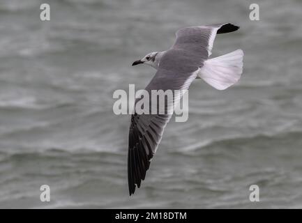 Erwachsene lachende Möwe, Leucophaeus atricilla, im Flug über das Meer, im Wintergefieder. Stockfoto