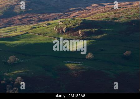 Schafsammlungen im Kentmere Park, gesehen vom Green Quarter Fell, Kentmere, Cumbria Stockfoto