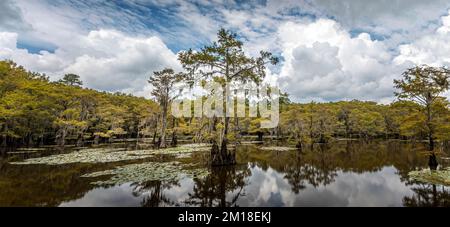 Die magische Landschaft des Caddo Lake, Texas Stockfoto