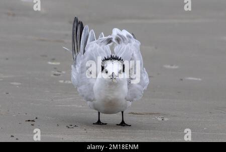 Sandwichtern, Thalasseus sandvicensis, im Winter am Sandstrand. Stockfoto