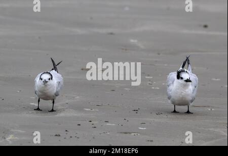 Sandwichterns, Thalasseus sandvicensis, die sich im Winter auf dem Sandstrand ausruhen. Stockfoto
