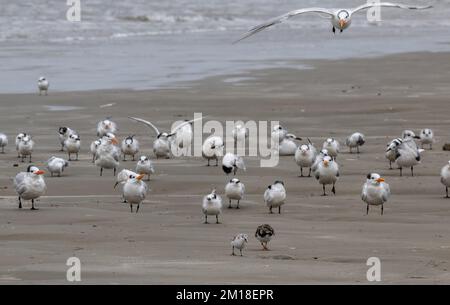 Königliche Terns, Thalasseus maximus, im Flug über Sandwichterns, Thalasseus sandvicensis und Royal Terns, die sich am Sandstrand ausruhen, mit fütterten Taillen ( Stockfoto